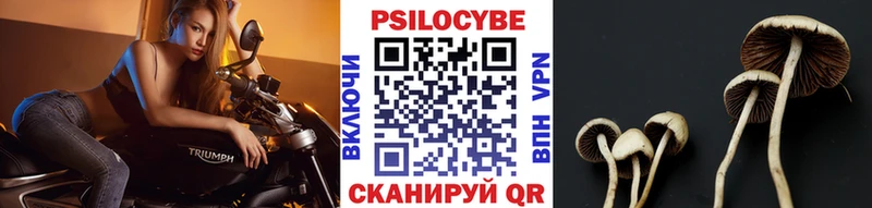 Галлюциногенные грибы Psilocybe  Удачный 